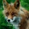 Fug the Show: Outlander recap, S2 E8, “The Fox’s Lair”