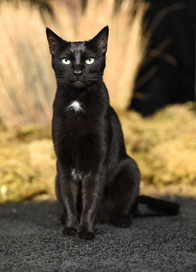 Salem Saberhagen - Wikipedia