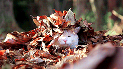 autumn leaves cat-1632278816