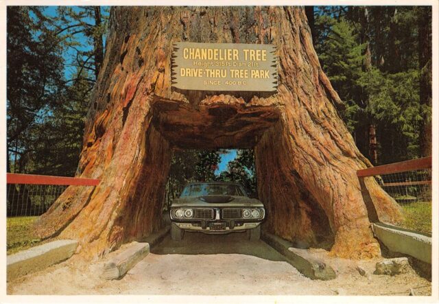 Vintage souvenir postcard, Chandelier Drive-Through Redwood Tree, Humboldt County, California, 1984