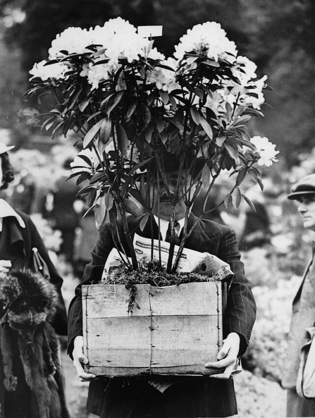 Upon completion of the flower exhibition in Chelsea millions of flowers were given away - no disposal costs. Picture: A man is carrying flowers. England. Photograph. Around 1930.