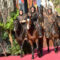 The New Planet of the Apes Premiere in LA Really Went for It