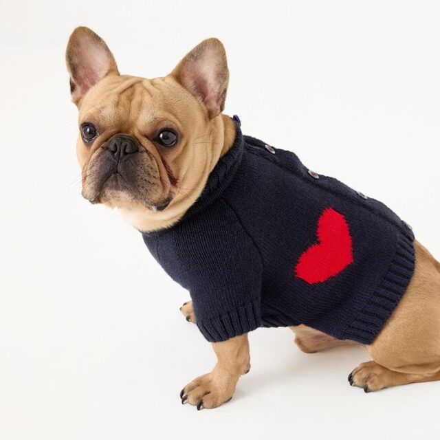 heart-button-up-dog-sweater-4-o-1738631622