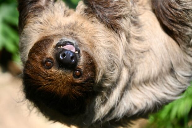 Hong Kong Ocean Park Opens New 'Sloth And Friends Studio'