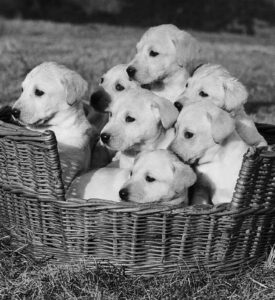 Seven Little Labrador Puppies In A Basket In England, 1956