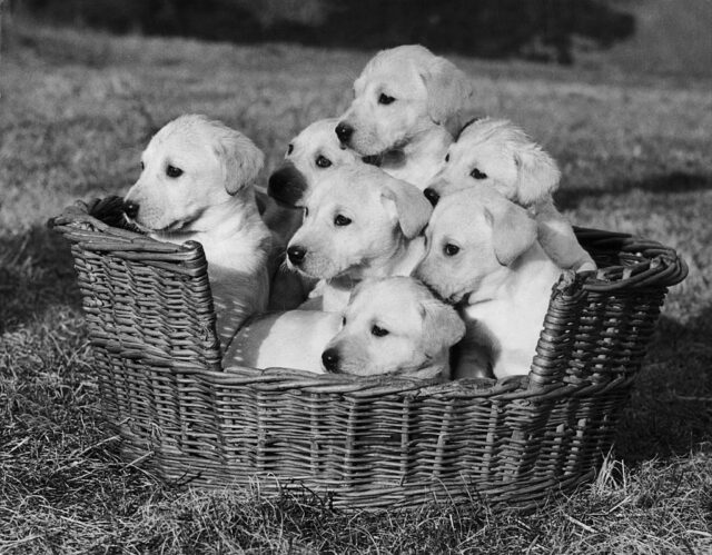 Seven Little Labrador Puppies In A Basket In England, 1956